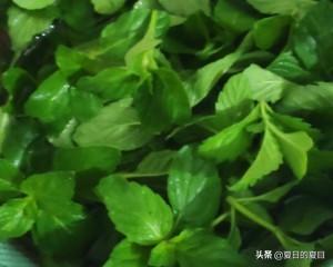 薄荷糖_薄荷糖图片