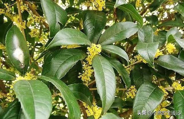 如何在室内阳台上养殖桂花？(桂花在阳台上怎么养)