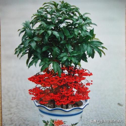 花金子绿植盆景怎么养护和管理