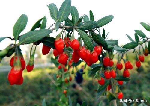 枸杞树怎么种植方法，枸杞树怎么种植方法盆栽