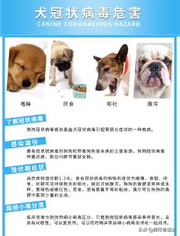 狗狗得冠状病毒的初期症状,第3张