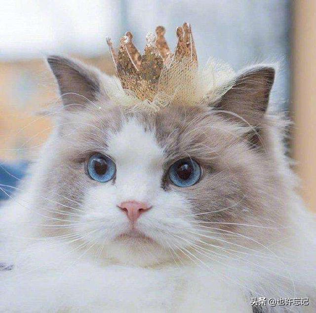 猫粮什么牌子好又便宜当然不要太廉价的啊