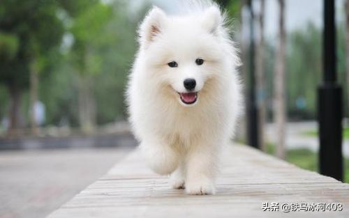 寵物需要打什么疫苗?寵物需要打什么疫苗多少錢!