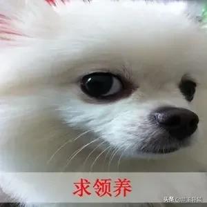 免費領養小狗?免費領養小狗狗!
