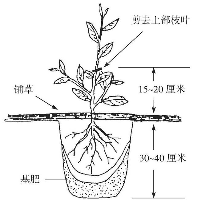 花园种茶树适合几月种植,花园种茶树适合几月种植呢