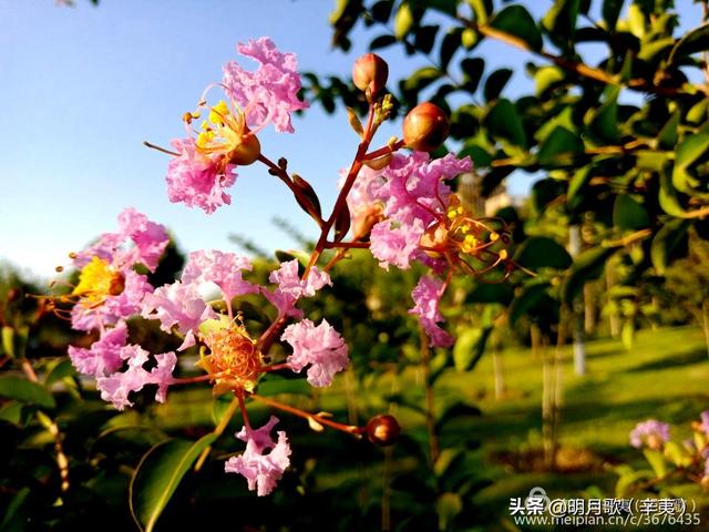 最美鲜花高清图片