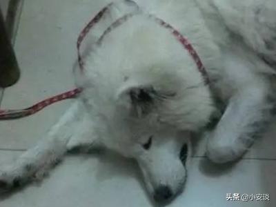 萨摩耶犬的叫声代表着不同情绪