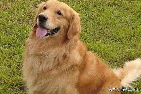 金毛犬怎么訓練?金毛犬怎么訓練大小便!