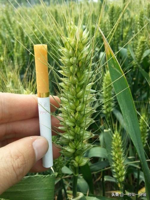 小麦财经行情资讯-小麦财经行情资讯最新