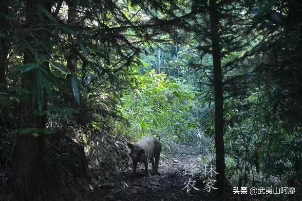 猪饲料热量高-猪饲料热量高吗
