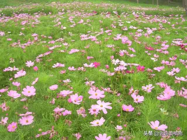 花园种植有哪些高树苗,花园种植有哪些高树苗呢