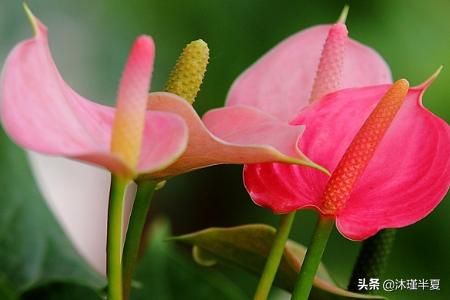 花语大全?花语大全 各种花的花语!