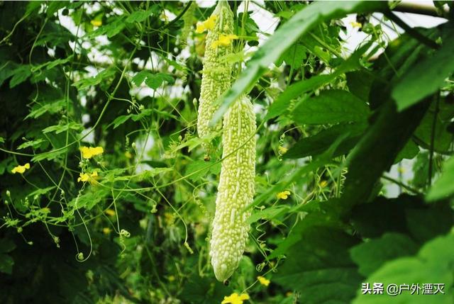 蔬菜种植专业合作社平安村，蔬菜种植农民专业合作社