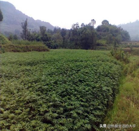 花卉施肥时间和方法? 花卉施肥时间和方法有哪些!