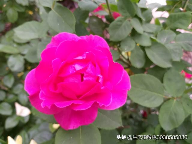 高州今日出栏猪价-高州今日出栏猪价格表