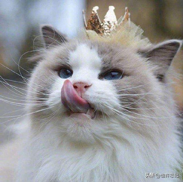 猫粮什么牌子好又便宜当然不要太廉价的啊