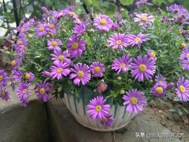 花树品种大全 种植图-花树品种大全 种植图片