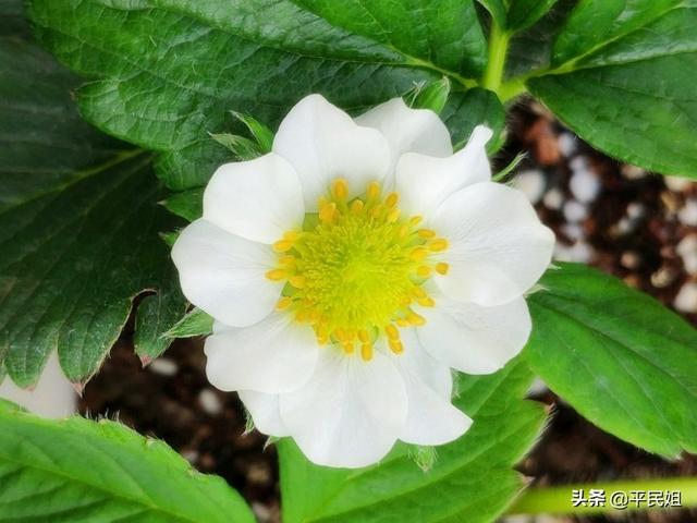 草莓果园怎么种植的呢,草莓果园怎么种植的呢视频