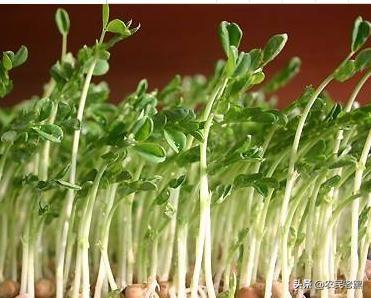 植物有哪些（植物大全100种）