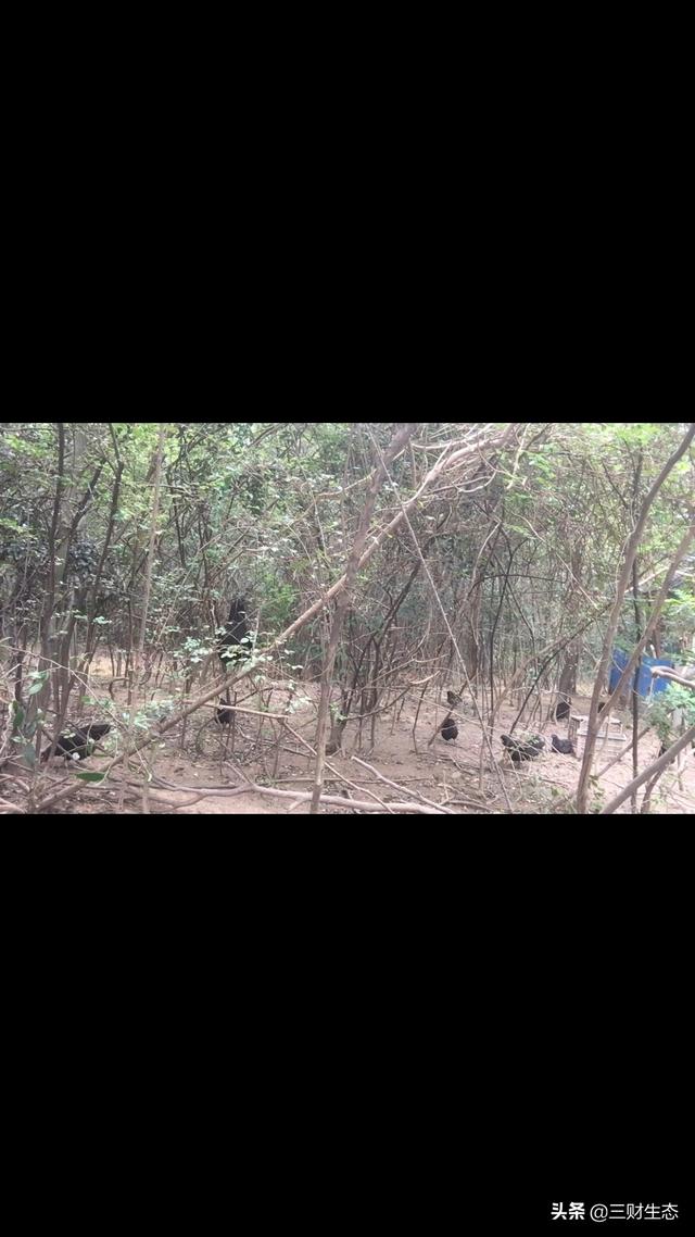 江西省宜春市生猪价格-宜春市生猪价格表