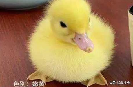 鸭子 宠物 宠物鸭的主要种类与特点是什么呢？
