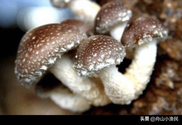 合肥市种什么农作物