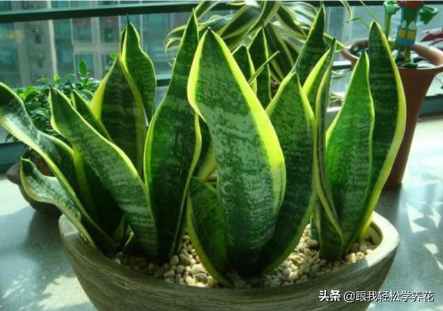 虎皮兰叶子枯萎，请问是怎么回事？可以挽救吗,第3张