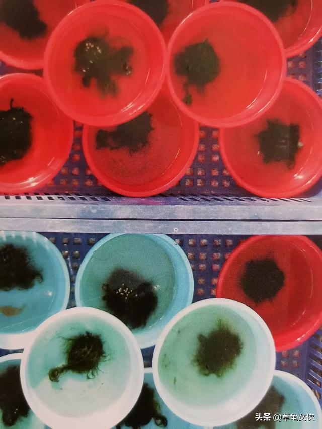 我想把草龟养成绿毛龟，可以吗？怎么养,第2张