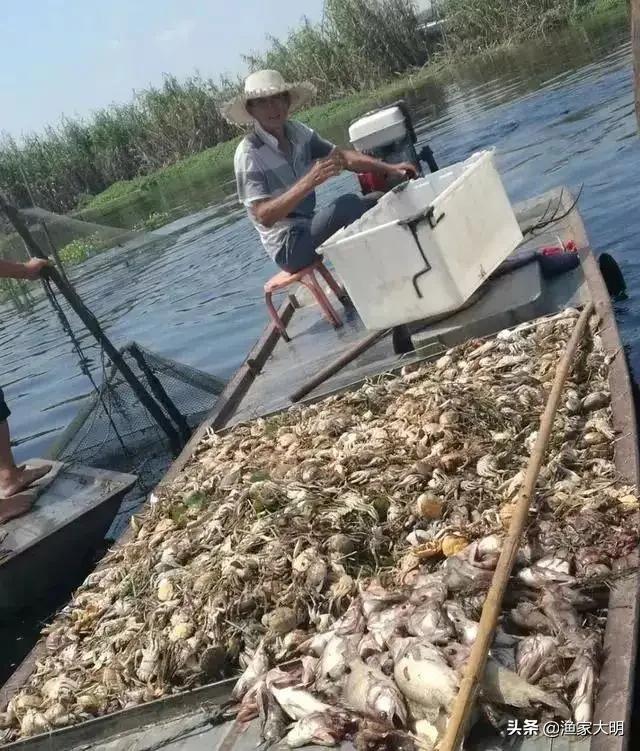 水生花卉栽培怎么创业? 水生花卉栽培厂如何开!