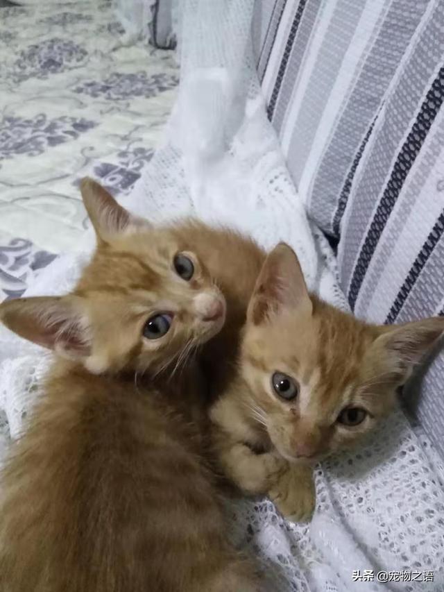 猫为什么变得懒了,第4张