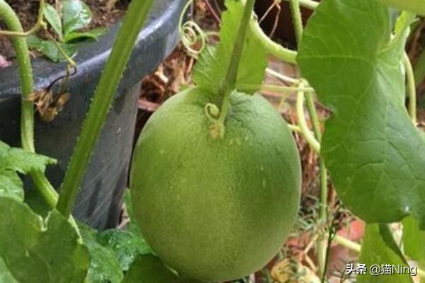 阳台香瓜种植,阳台香瓜种植技术视频