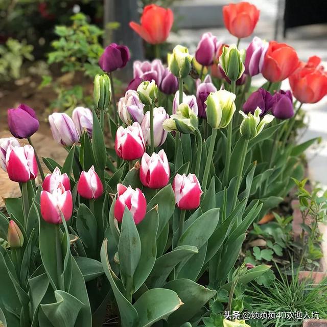 宿根花卉的除芽? 宿根花卉的除芽方法!