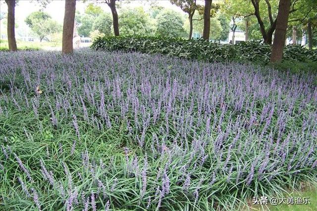 草坪适合种植在哪里