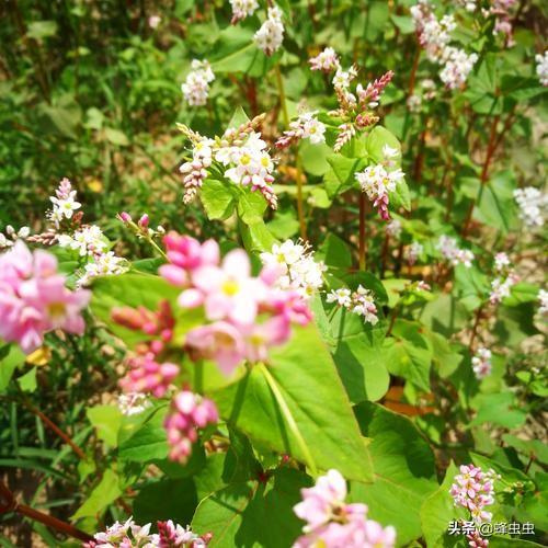 果园用什么蜂箱合适种植,果园用什么蜂箱合适种植花