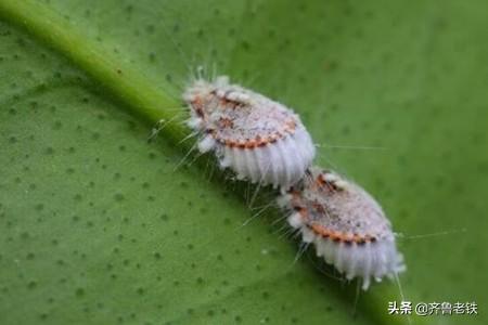 苗木花卉基地 除虫方案 养护措施