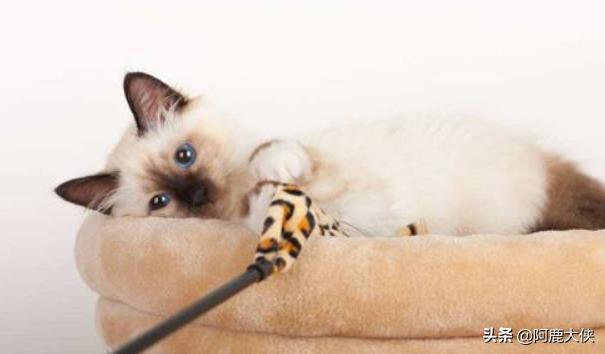 猫咪几个月时候去做节育比较好,第1张