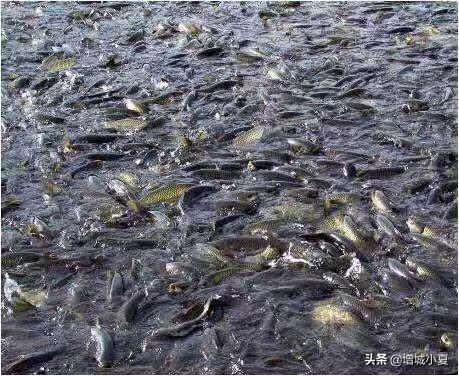 黄骨鱼能和四大家鱼一起养吗视频 山泉水养什么鱼好？