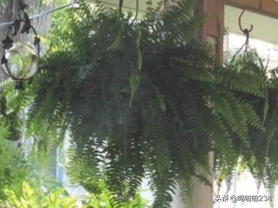 净化室内空气的植物-净化室内空气的植物排名