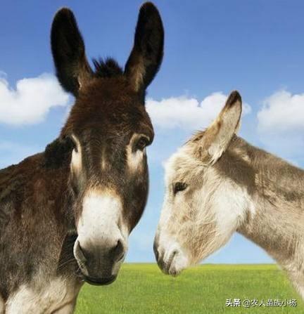 湘乡市2月10日猪价-湘乡市2月10日猪价多少