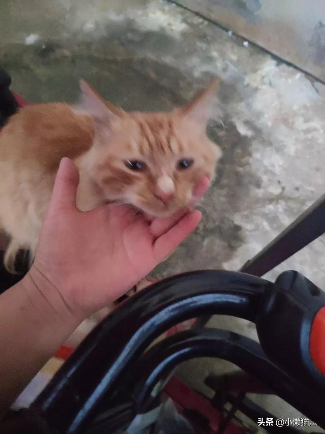流浪猫自己找主人怎样让流浪猫亲近自己,第4张