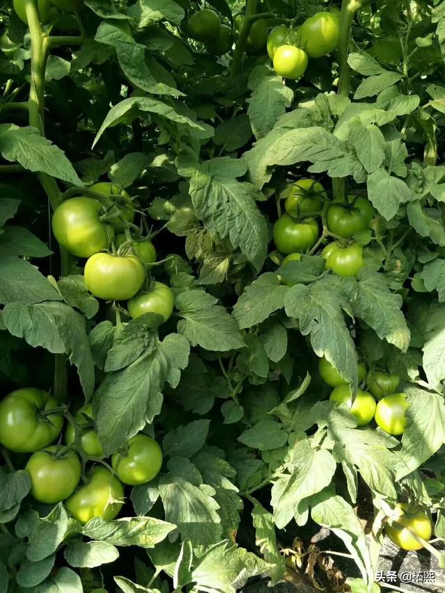 什么灯适合果园种植植物,什么灯适合果园种植植物呢