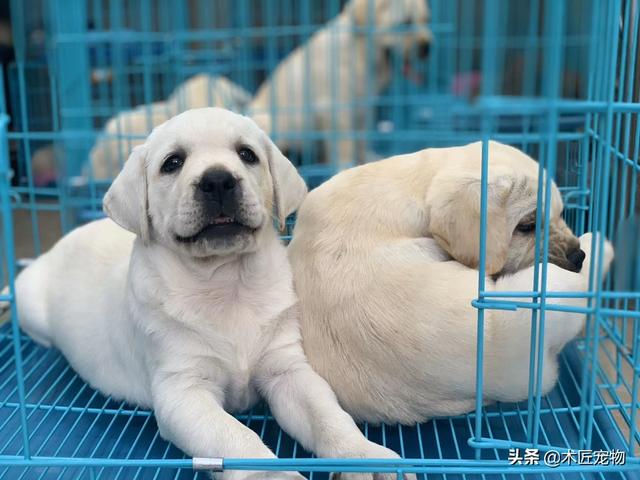 成年的宠物狗容易得犬瘟吗有什么症状