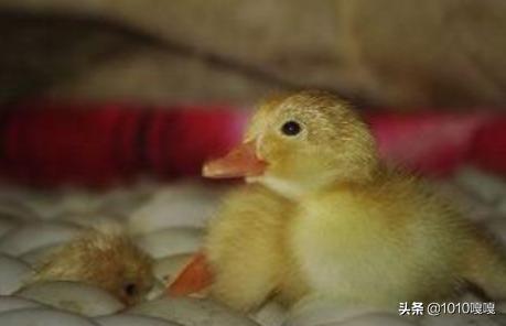 上饶鸡鸭鹅孵化基地地址 哪里有孵化厂孵化蛋鸭的？