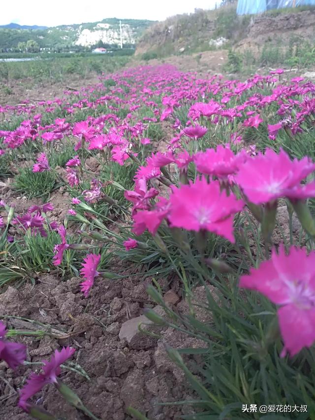 家庭种植草坪选什么品种好,第10张