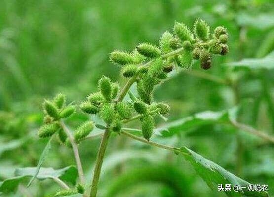 植物传播种子的方法还有哪些? 植物传播种子的方法还有哪些植物!