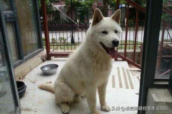 芬蘭獵犬?芬蘭獵犬小時候圖片!