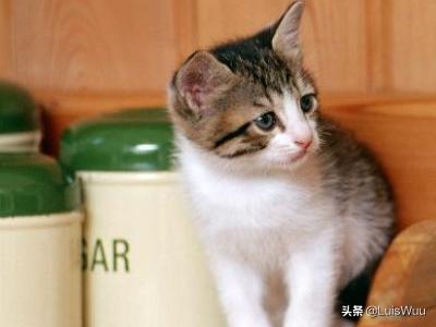 猫咪老是叫的原因是什么