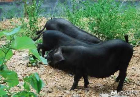 什么是生态养猪，生态猪主要喂养的是什么饲料？