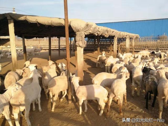 奶羊饲料添加剂-奶羊饲料添加剂有哪些