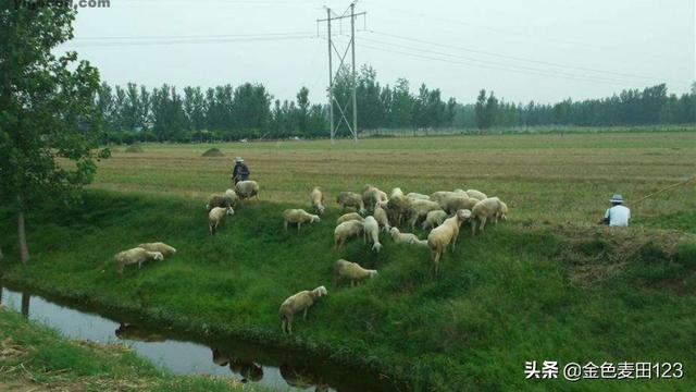 公职人员半夜偷豆角，公职人员半夜偷豆角违法吗